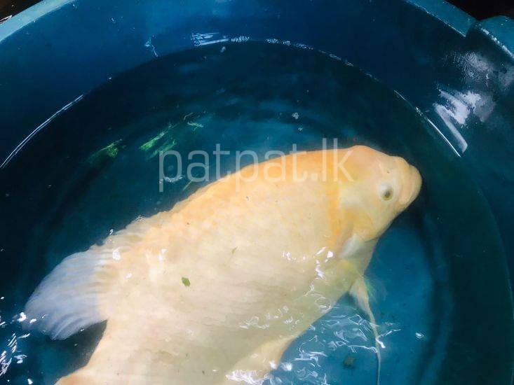 Giant Gourami (Black And White)